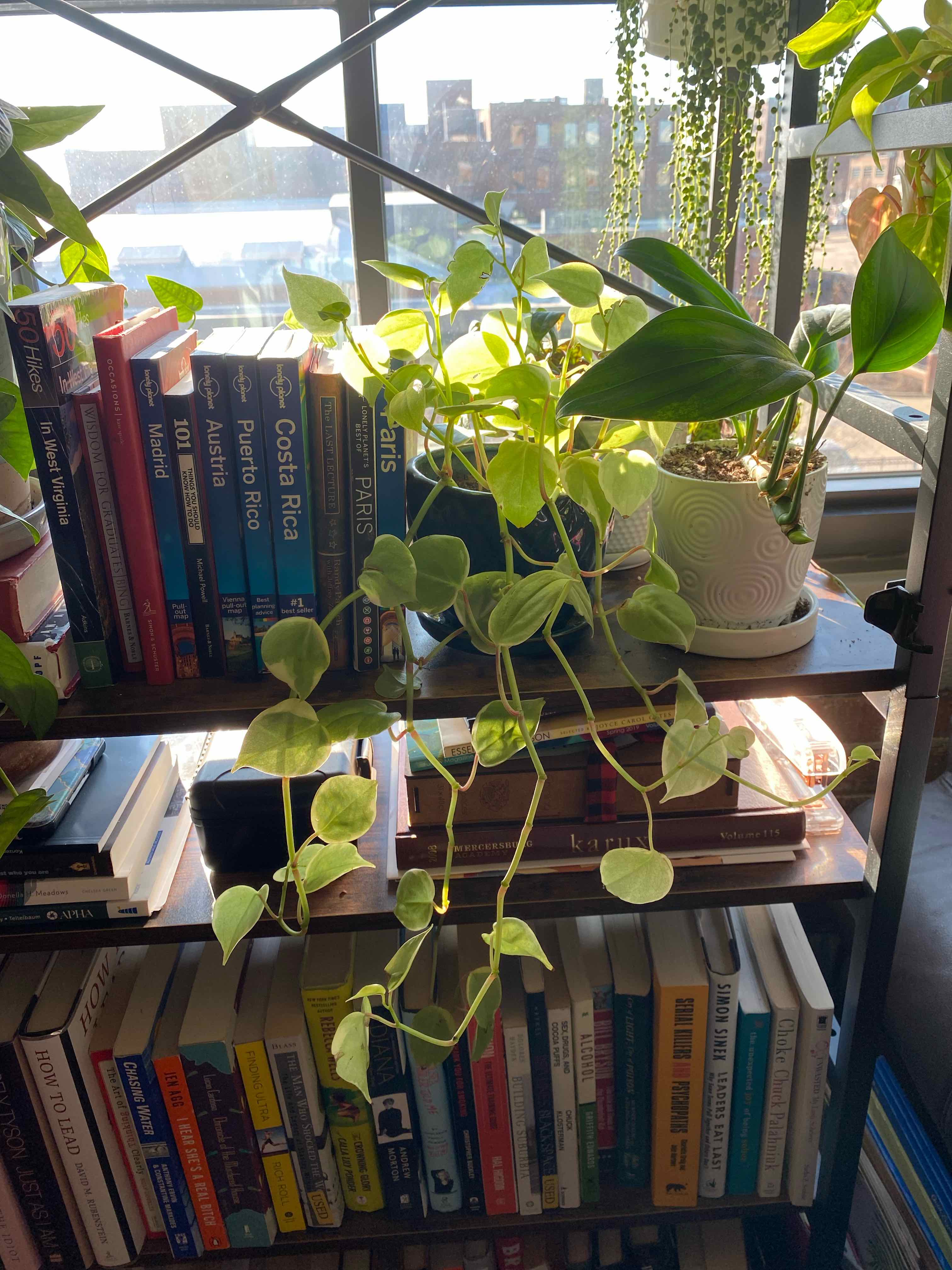 Variegated Peperomia Scandens plant on a bookshelf near a window, surrounded by books.