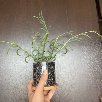String of Fish Hooks plant in Somewhere on Earth