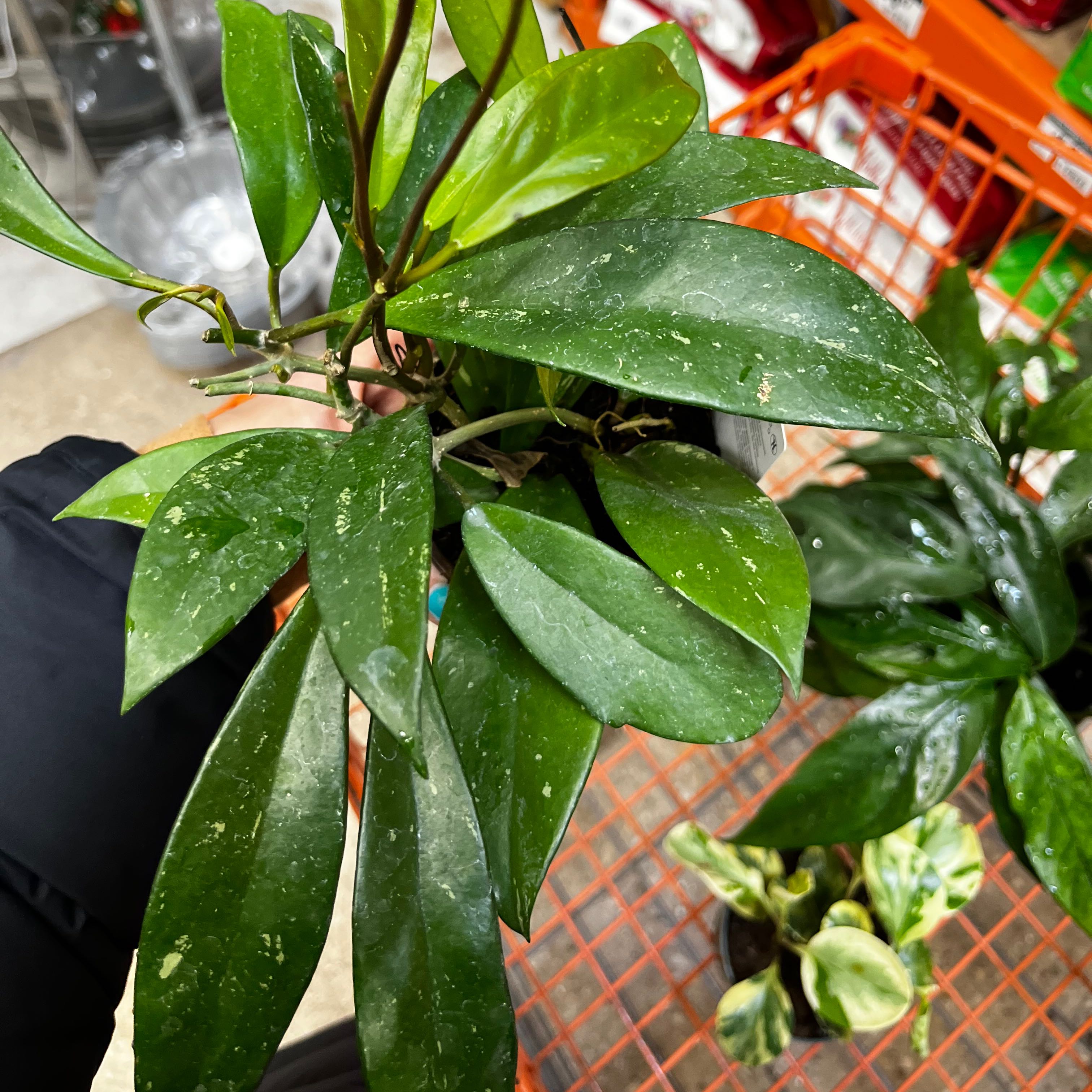 Hoya Pubicalyx plant with healthy green leaves, held by a hand, in a shopping cart.