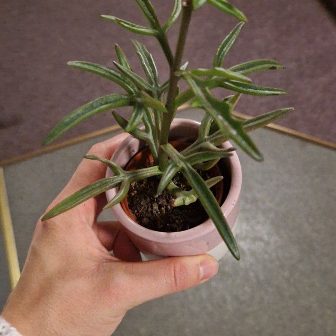 Photo of the plant species Kalanchoe 'Spider' by @ForrealRedtree named Kendall on Greg, the plant care app
