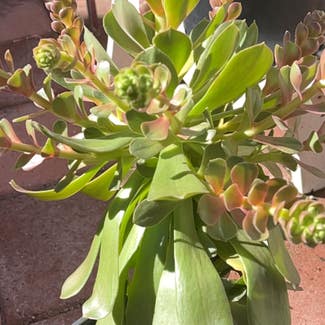 Echeveria Gibbiflora plant in San Diego, California