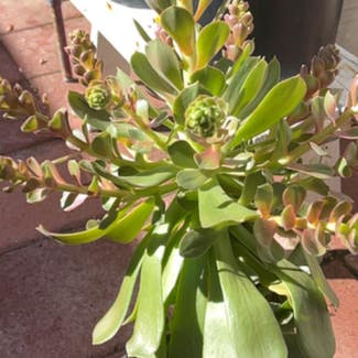Tree Aeonium plant in San Diego, California
