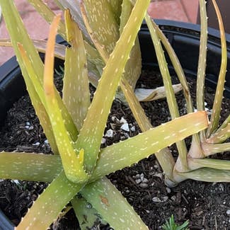 Aloe Vera plant in San Diego, California