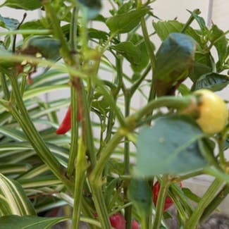 Pepper Plant plant in San Diego, California