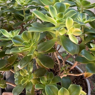 Haworth's Aeonium plant in San Diego, California