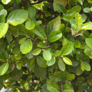 Crossberry plant in San Diego, California