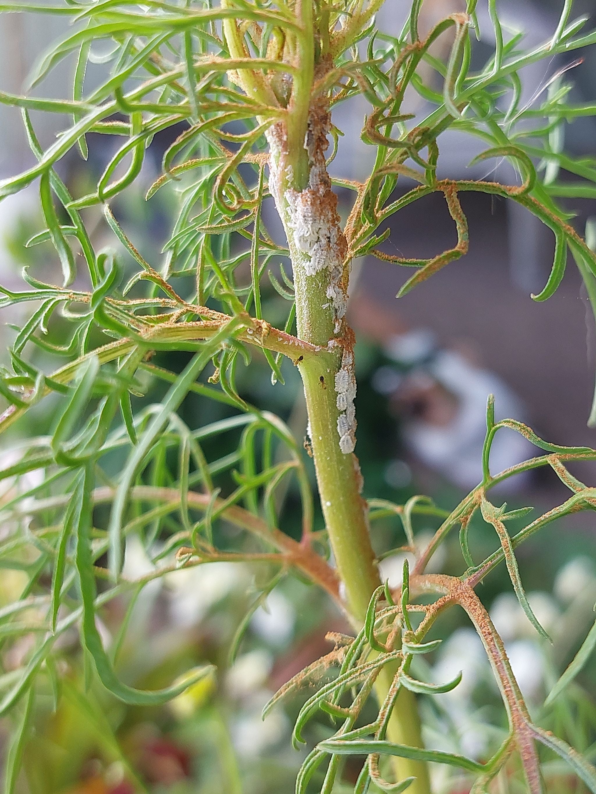 💡 7 Facts About Bright Lights Cosmos Lifecycle