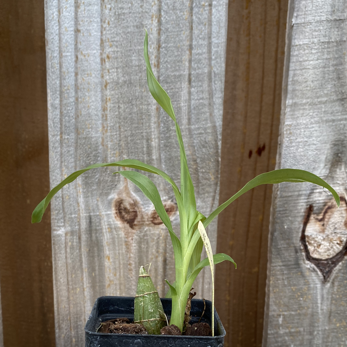 Plant care for Black Orchid on Greg, the plant care app