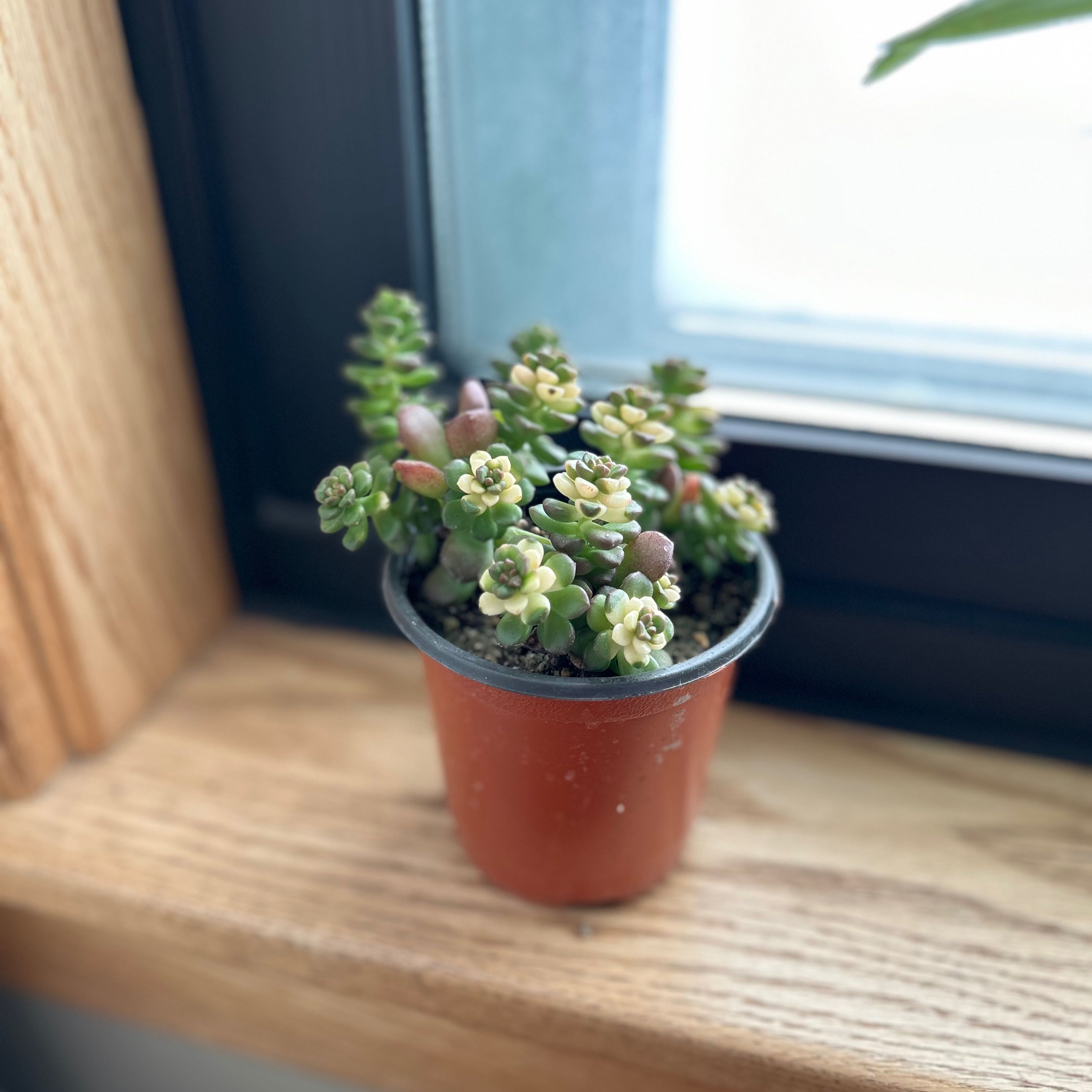 A healthy Corsican Stonecrop succulent in a small pot on a windowsill.