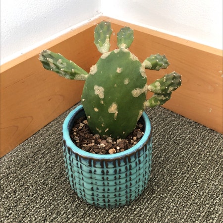 Photo of the plant species Brazilian Pricklypear by Rachaelrabbit named Prickly Pear on Greg, the plant care app