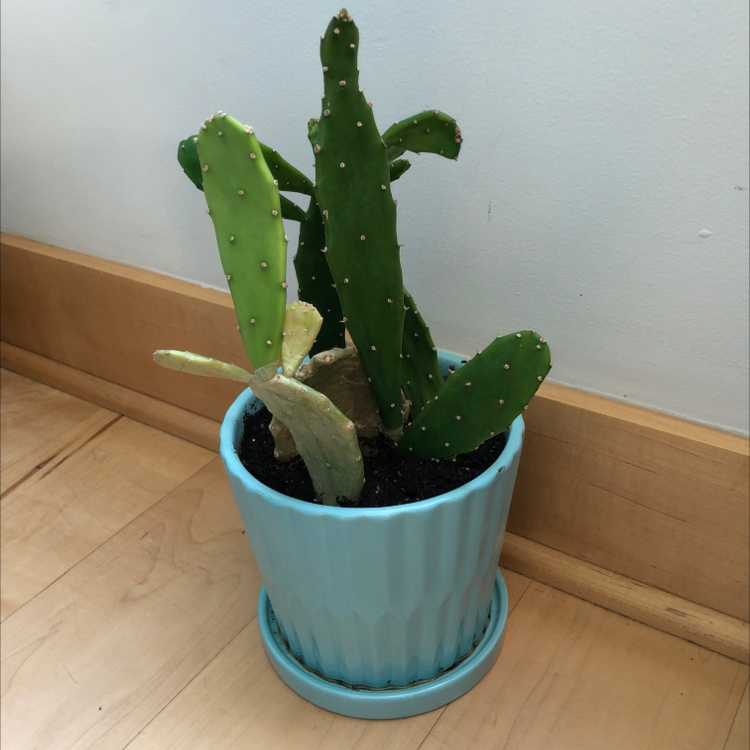 Potted Brazilian Pricklypear cactus with some yellowing and browning segments.