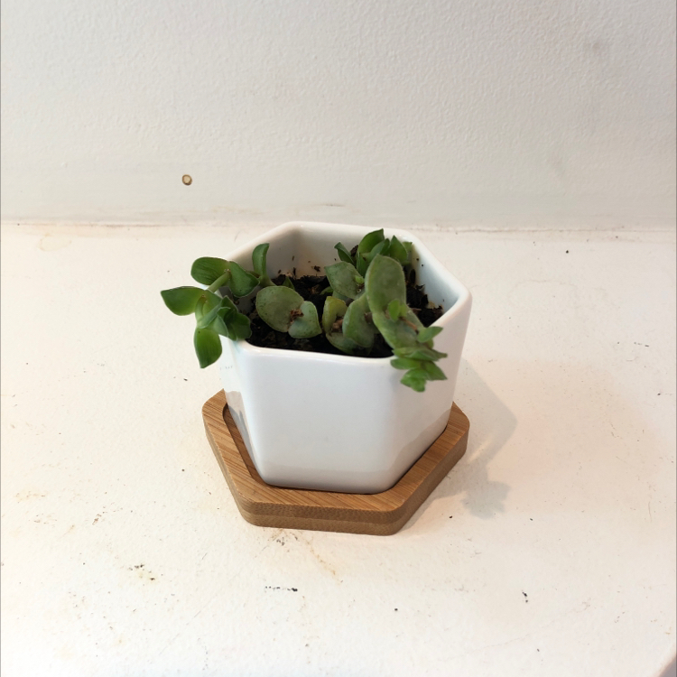 Graptoveria 'Lovely Rose' succulent in a white hexagonal pot with a wooden base.