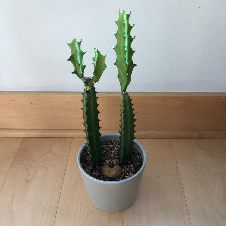 Photo of the plant species Dragon Bone Cactus by @RachaelRabbit named Dragon Bones on Greg, the plant care app