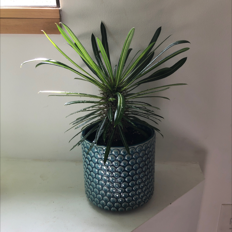 Madagascar Palm in a decorative pot with healthy green leaves.