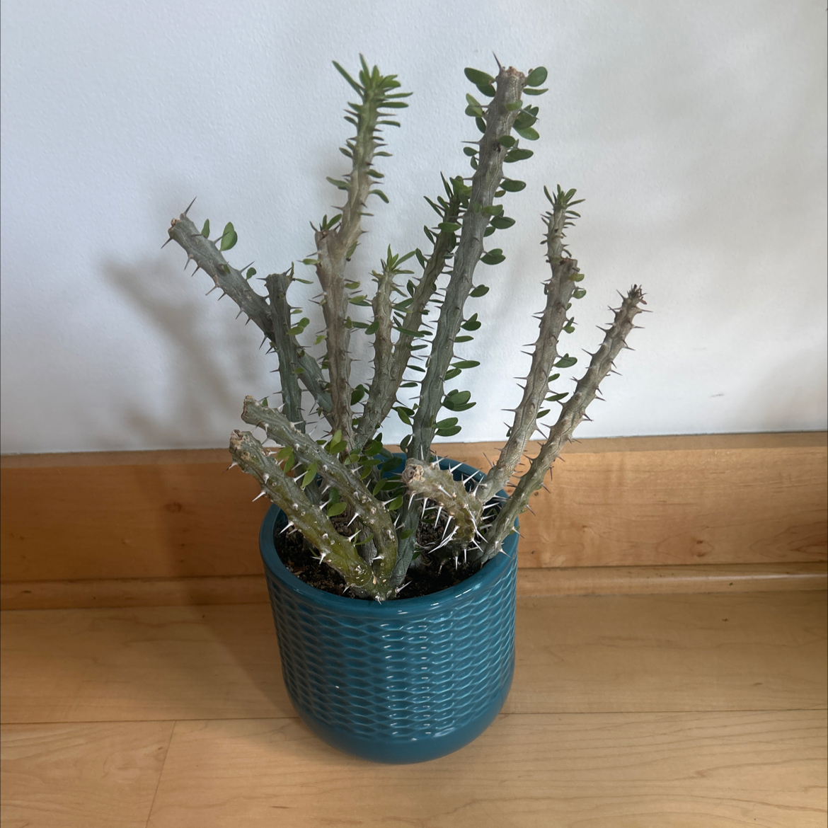 Photo of the plant species Madagascar Ocotillo by @RachaelRabbit named Ocotillo on Greg, the plant care app
