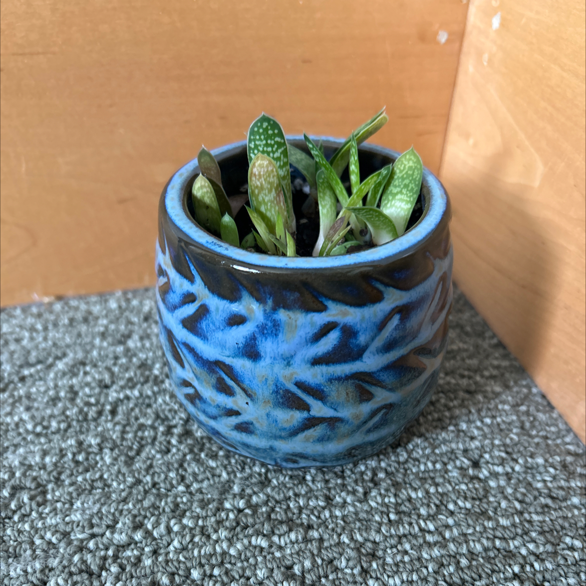 Photo of the plant species Gasteria 'Little Warty' by @RachaelRabbit named Mini Warty on Greg, the plant care app
