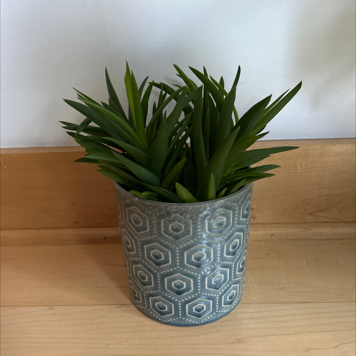 Photo of the plant species Aloe Black Gem by @RachaelRabbit named Skully on Greg, the plant care app