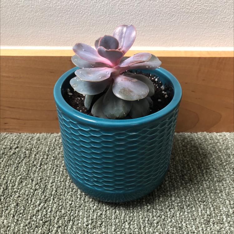Potted Echeveria 'Perle von Nurnberg' succulent in a blue pot on a carpeted floor.