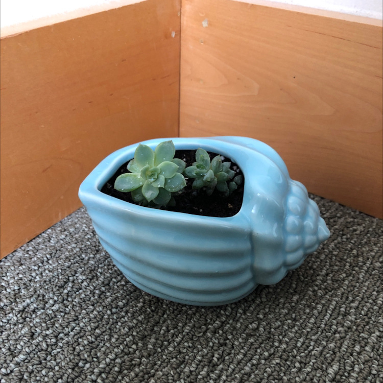 Graptoveria 'Blue Pearl' succulent in a blue shell-shaped pot with visible soil.