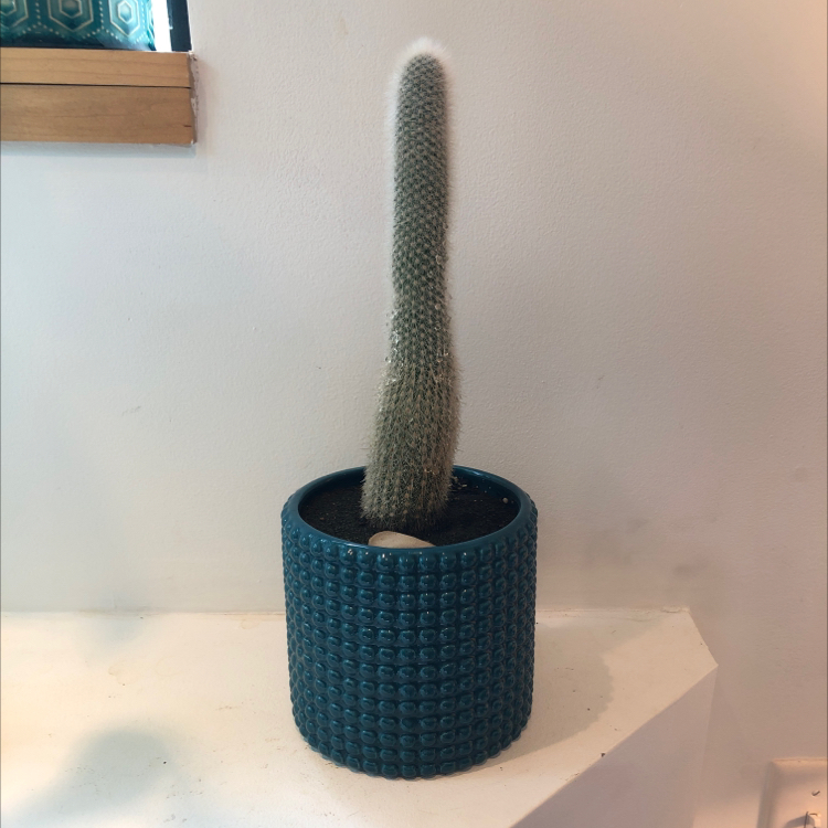 Peruvian Old Man Cactus in a blue pot, well-centered and healthy.