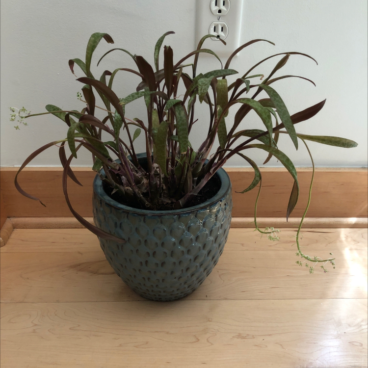 Potted Silver Squill plant with elongated leaves, some browning, and small flowers.