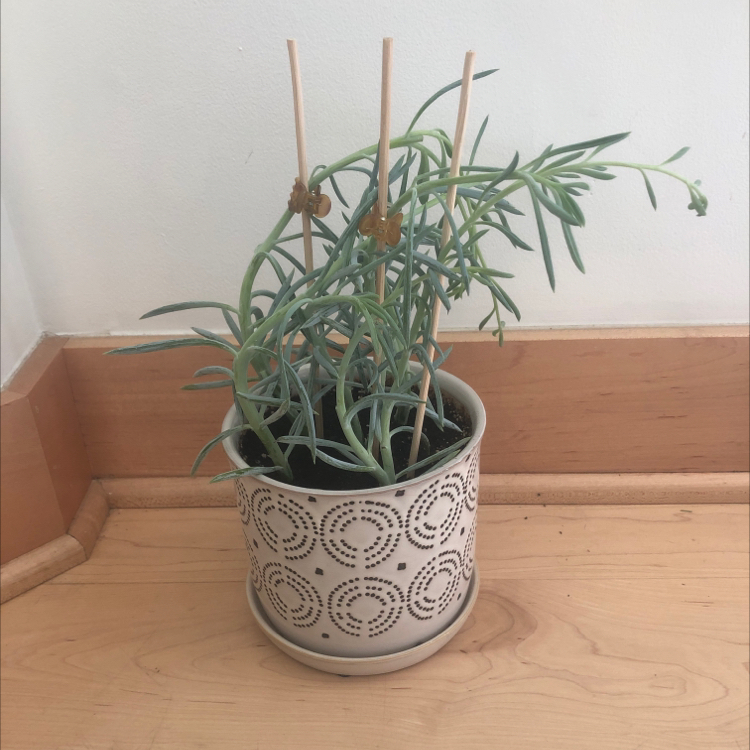 Potted Blue Chalksticks plant with green, elongated leaves supported by sticks.