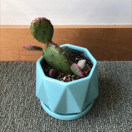 Photo of the plant species Opuntia Macrocentra by Rachaelrabbit named Baby Rita on Greg, the plant care app