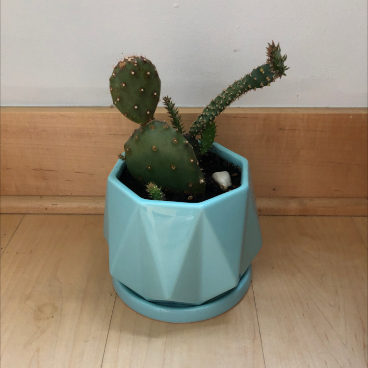 Potted Black-Spined Prickly Pear cactus in a blue pot on a wooden floor.