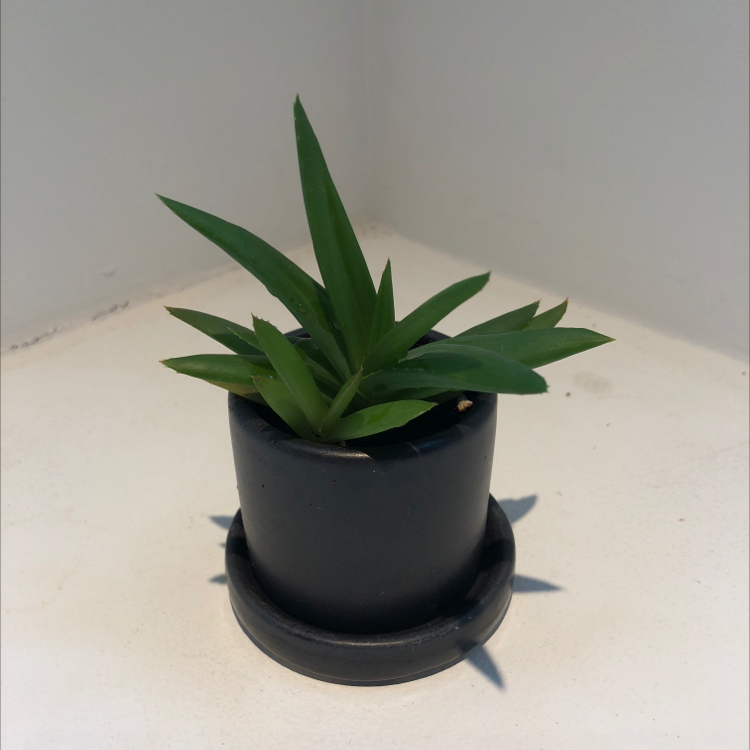 Alworthia 'Black Gem' plant in a black pot with green, pointed leaves.