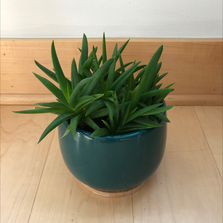 Photo of the plant species Alworthia 'Black Gem' by @RachaelRabbit named Aloe Skellington on Greg, the plant care app