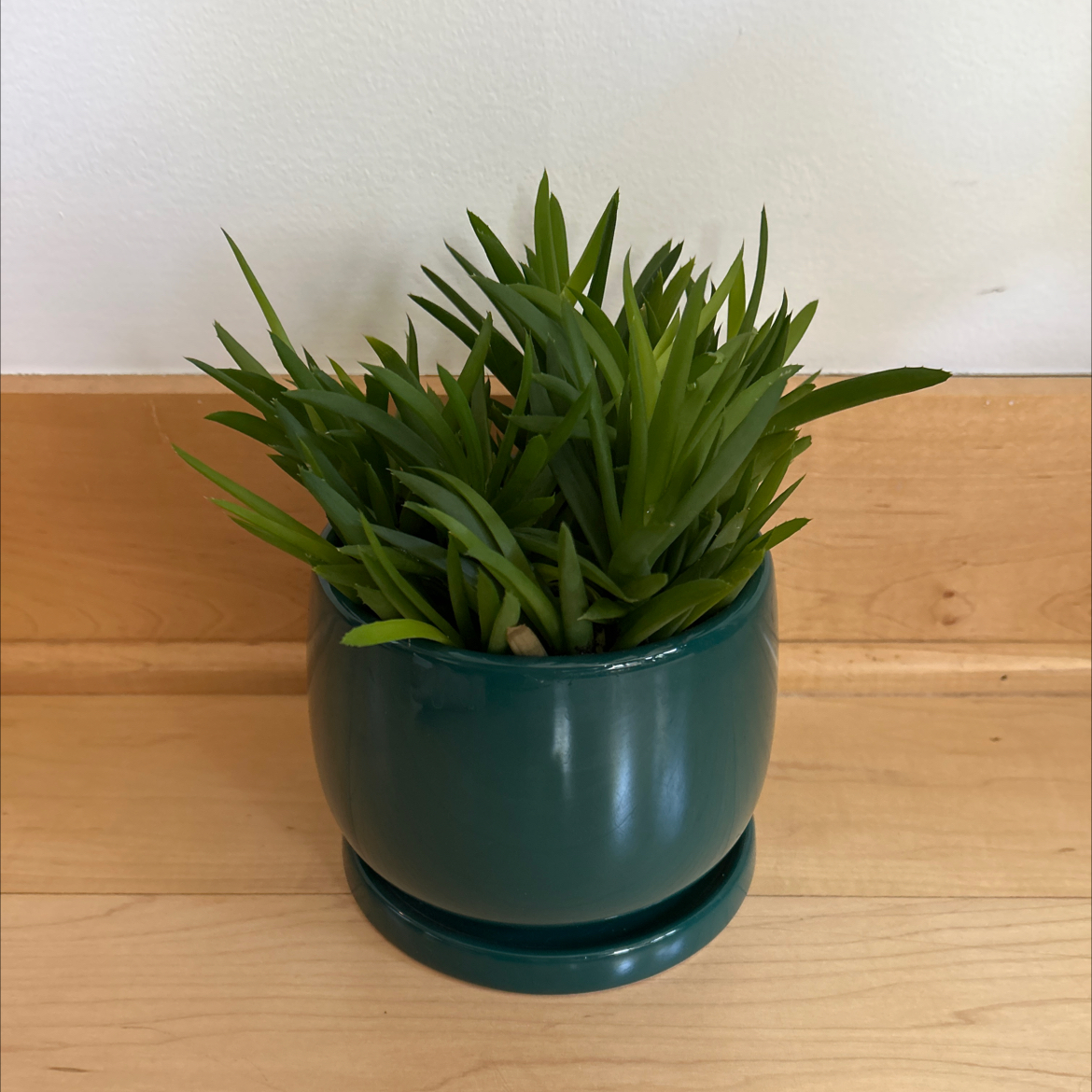 Photo of the plant species Alworthia 'Black Gem' by @RachaelRabbit named Aloe Skellington on Greg, the plant care app