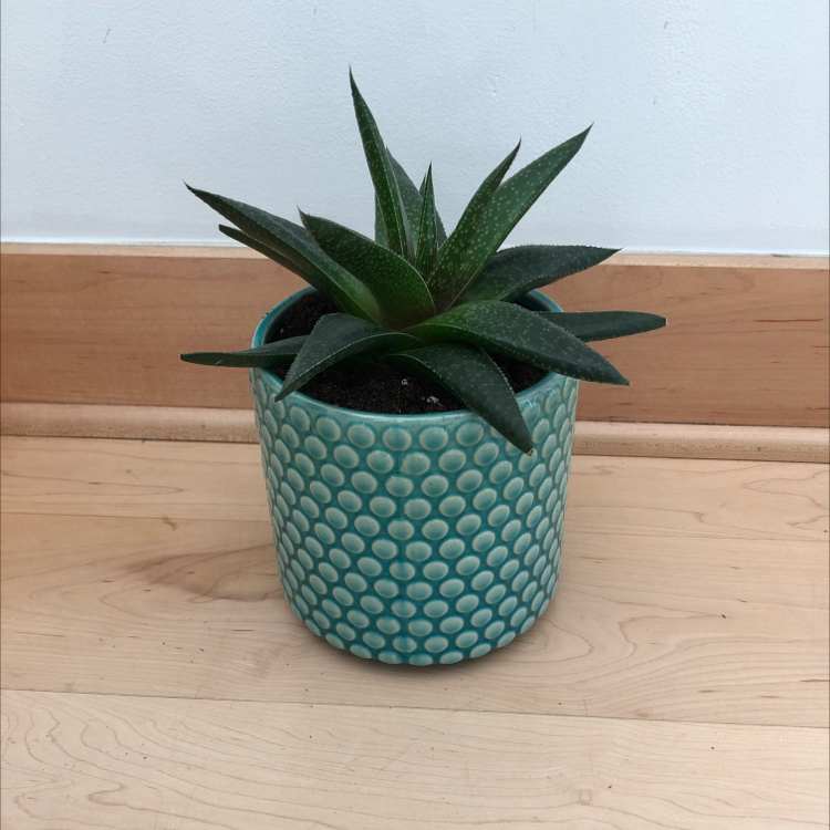 Potted Bredasdorp Gasteria succulent with dark green leaves in a decorative pot.