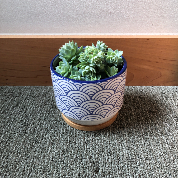 Potted Violet Queen Hens and Chicks succulent in a decorative pot on a carpeted floor.