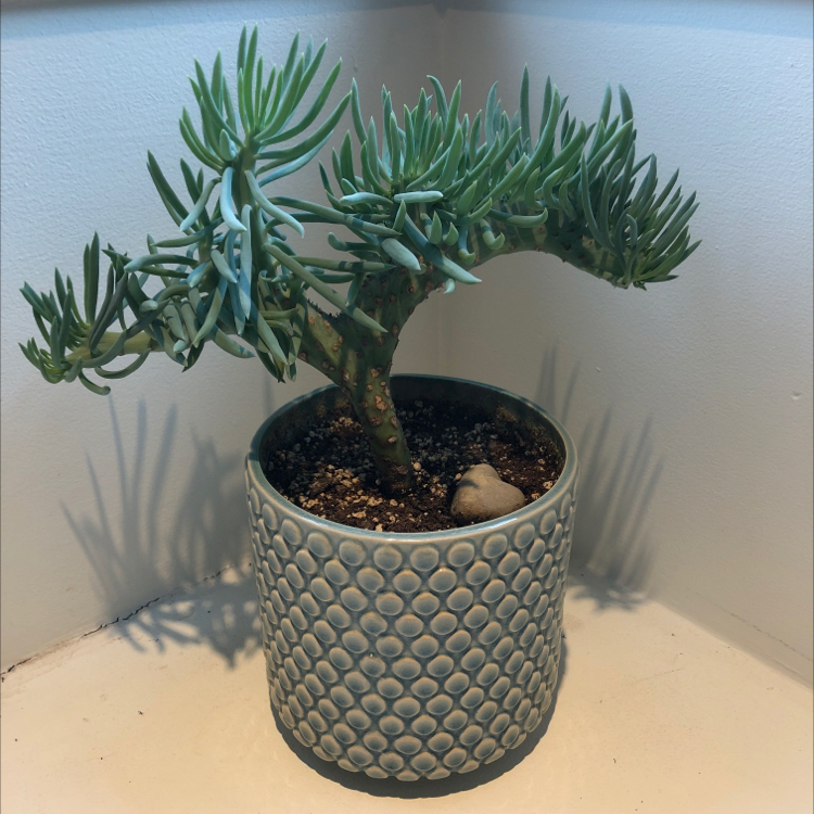 Narrow-Leaf Chalksticks plant in a decorative pot, healthy and well-framed.