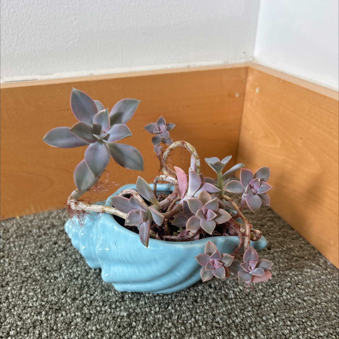Photo of the plant species Graptoveria 'Fred Ives' by @RachaelRabbit named Fred Ives on Greg, the plant care app