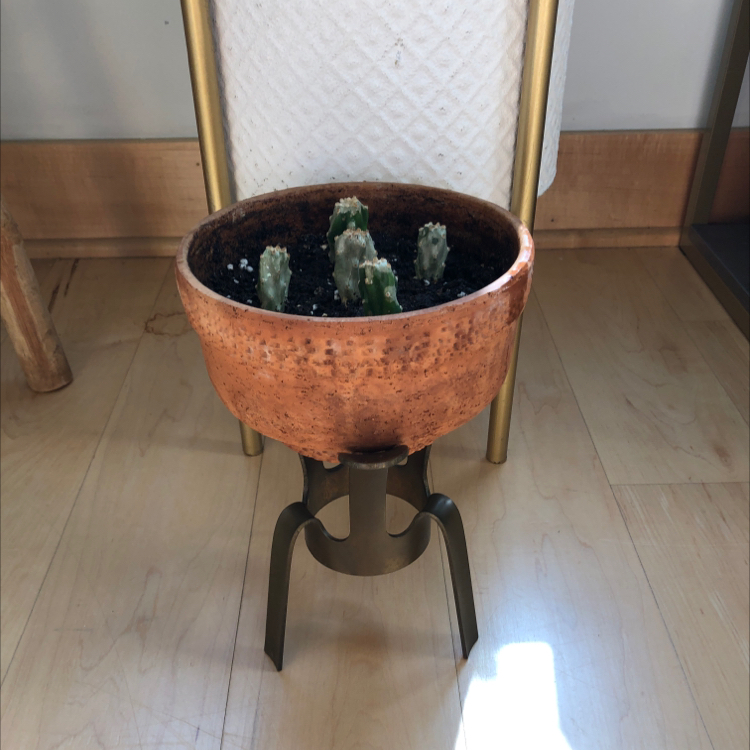 Potted Brazilian Pricklypear cactus in a terracotta pot on a stand.