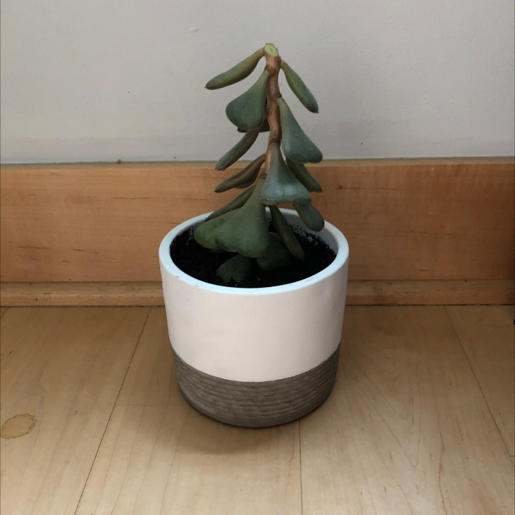 Potted Calico Hearts plant with thick, fleshy leaves in a white and gray pot.