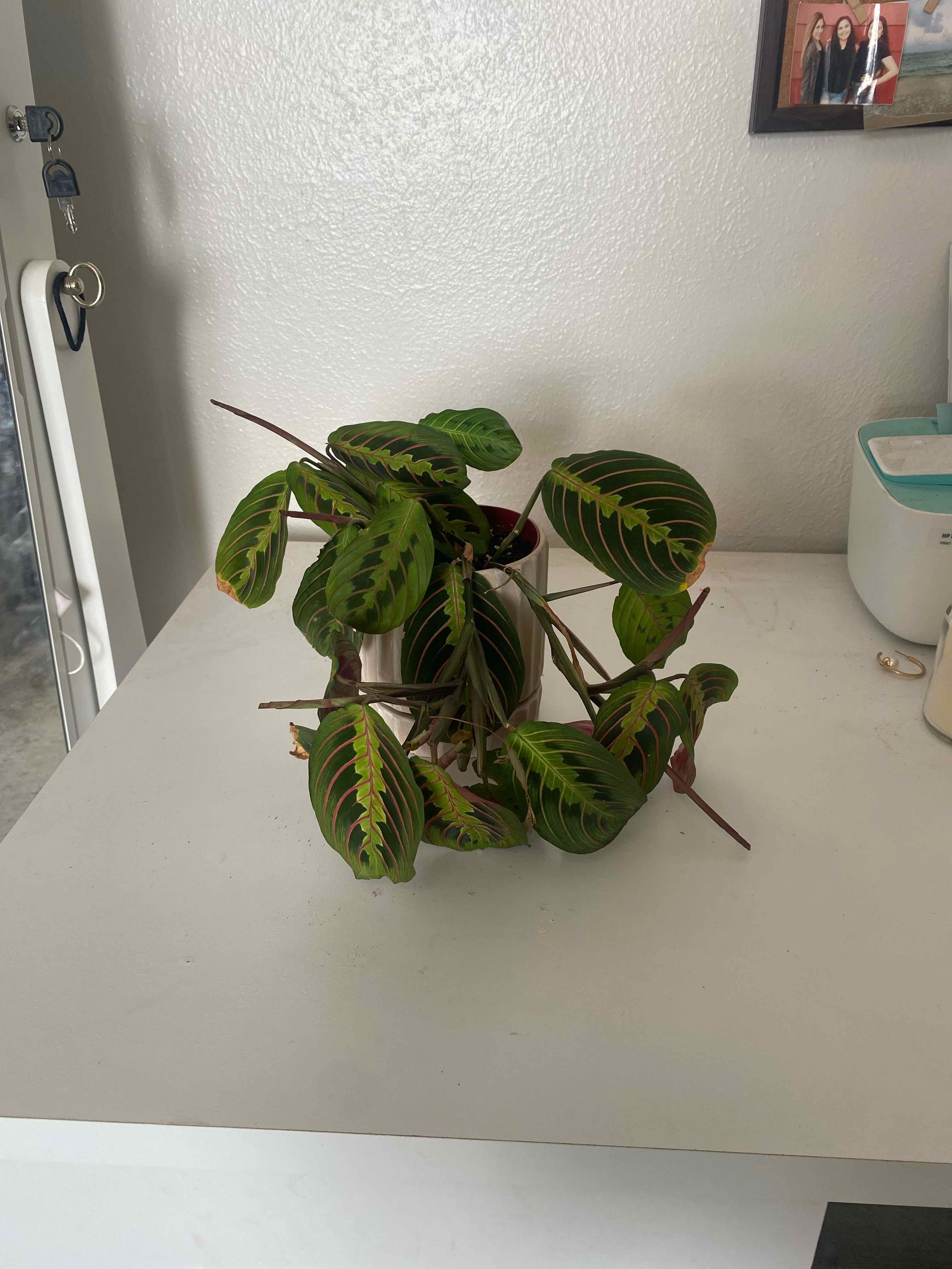 Petunia