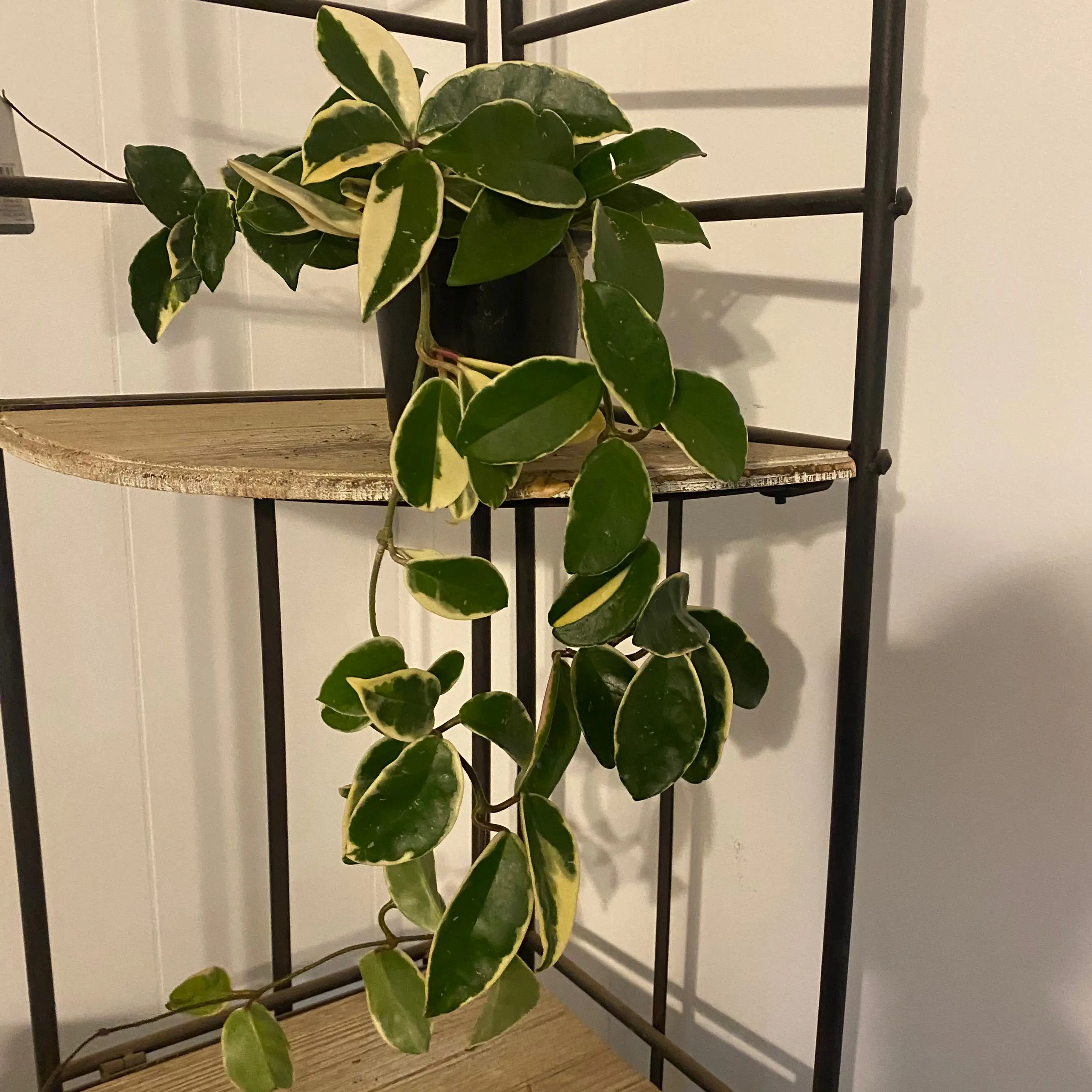 Photo of the plant species Wax plant by @Jess_noel named Peach on Greg, the plant care app