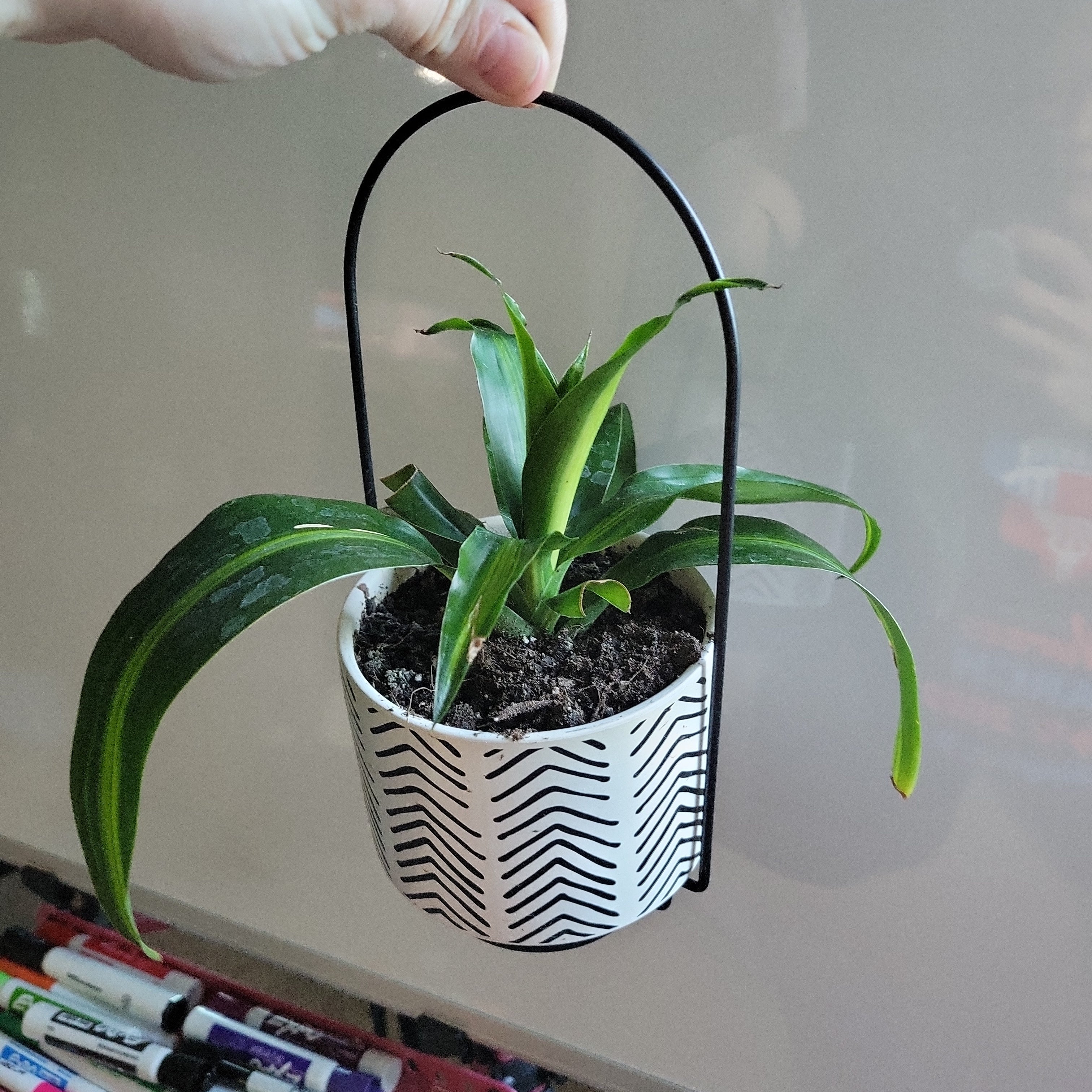 Why Are My Dracaena Dorado Leaves Droopy? 😔