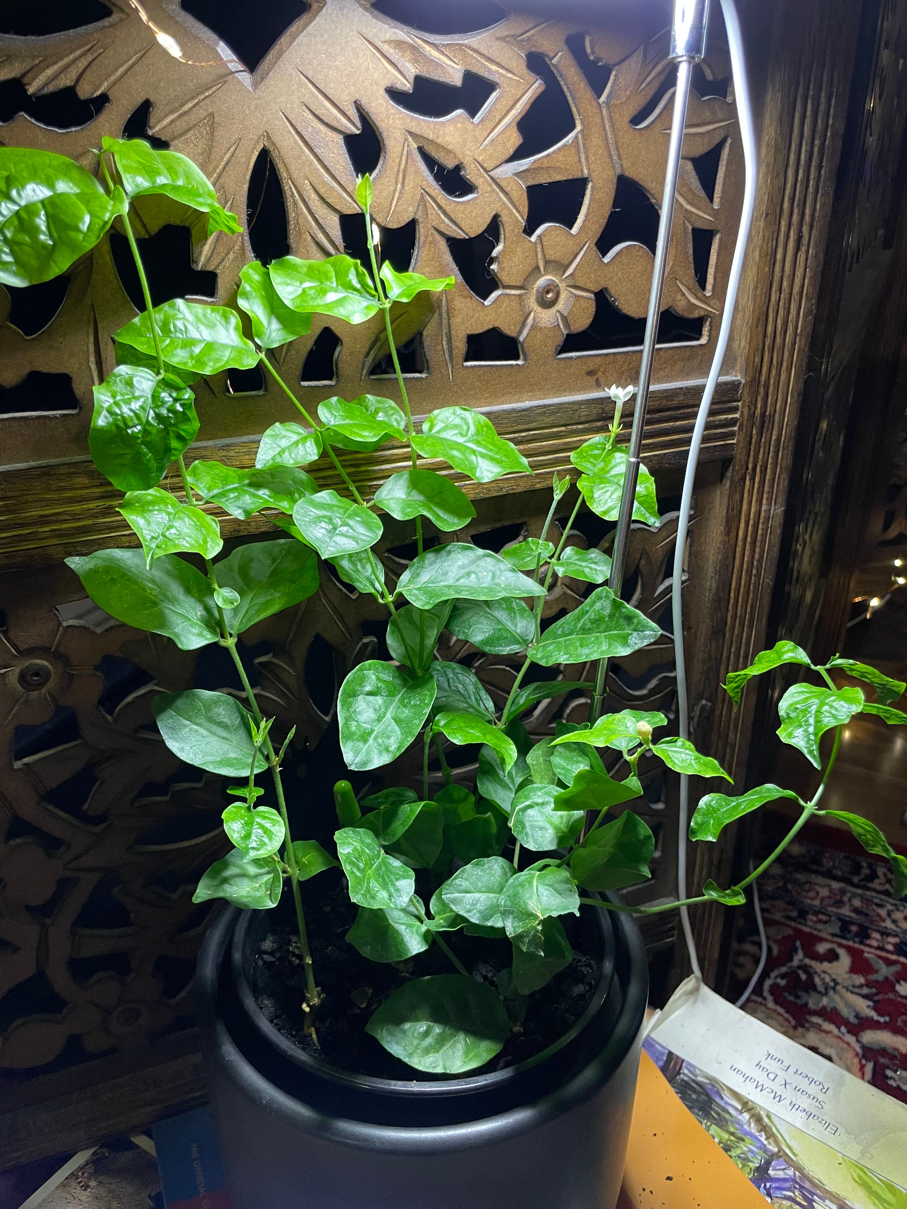 Arabian Jasmine Plant Care: Water, Light, Nutrients | Greg App 🌱