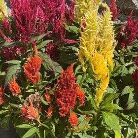 Photo of the plant species Celosia by Silvana named Clooney on Greg, the plant care app