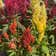 Calculate water needs of Celosia