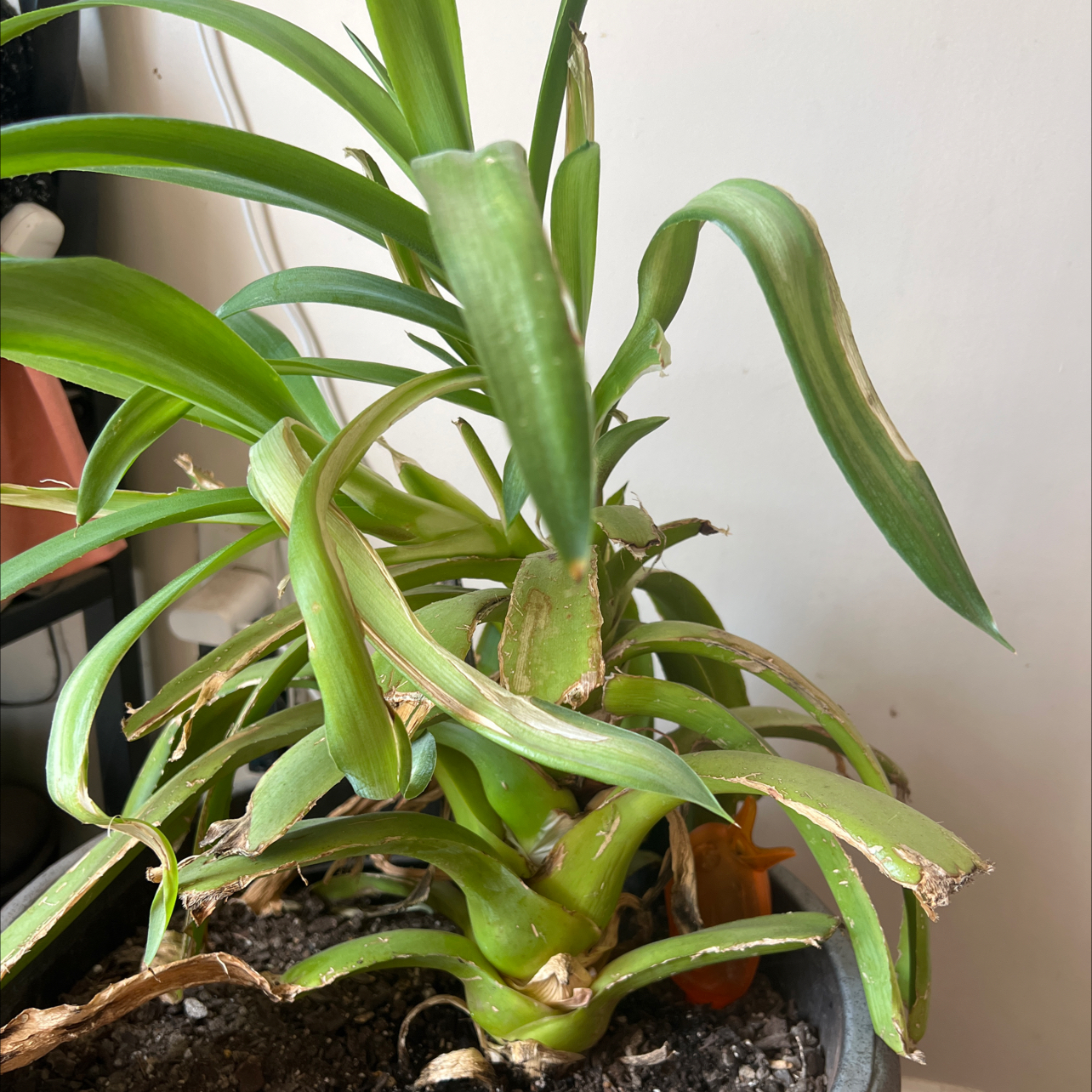 Potted Fynbos aloe with some browning and curling leaves, visible soil.