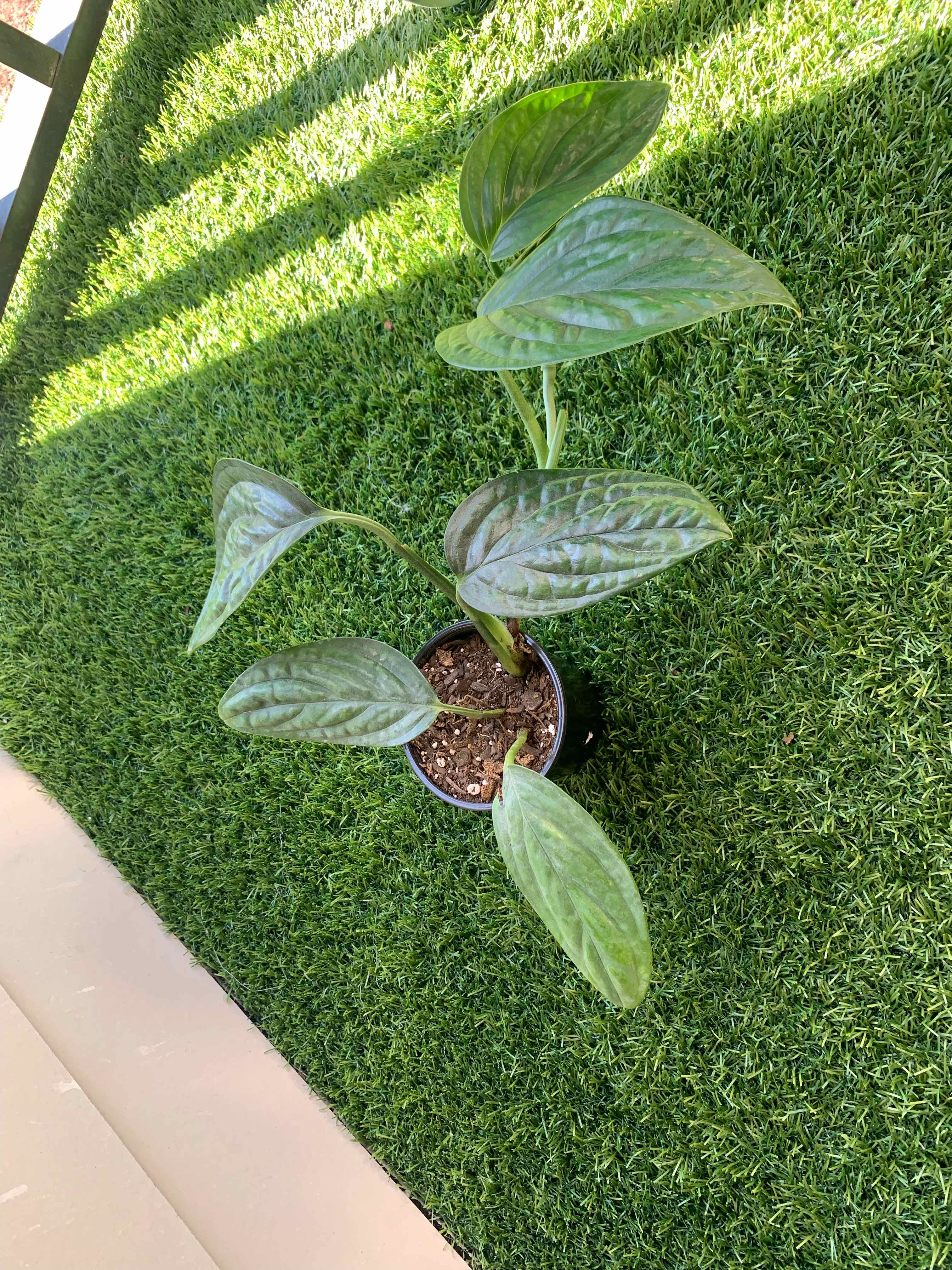 Plant care for Epipremnum on Greg, the plant care app
