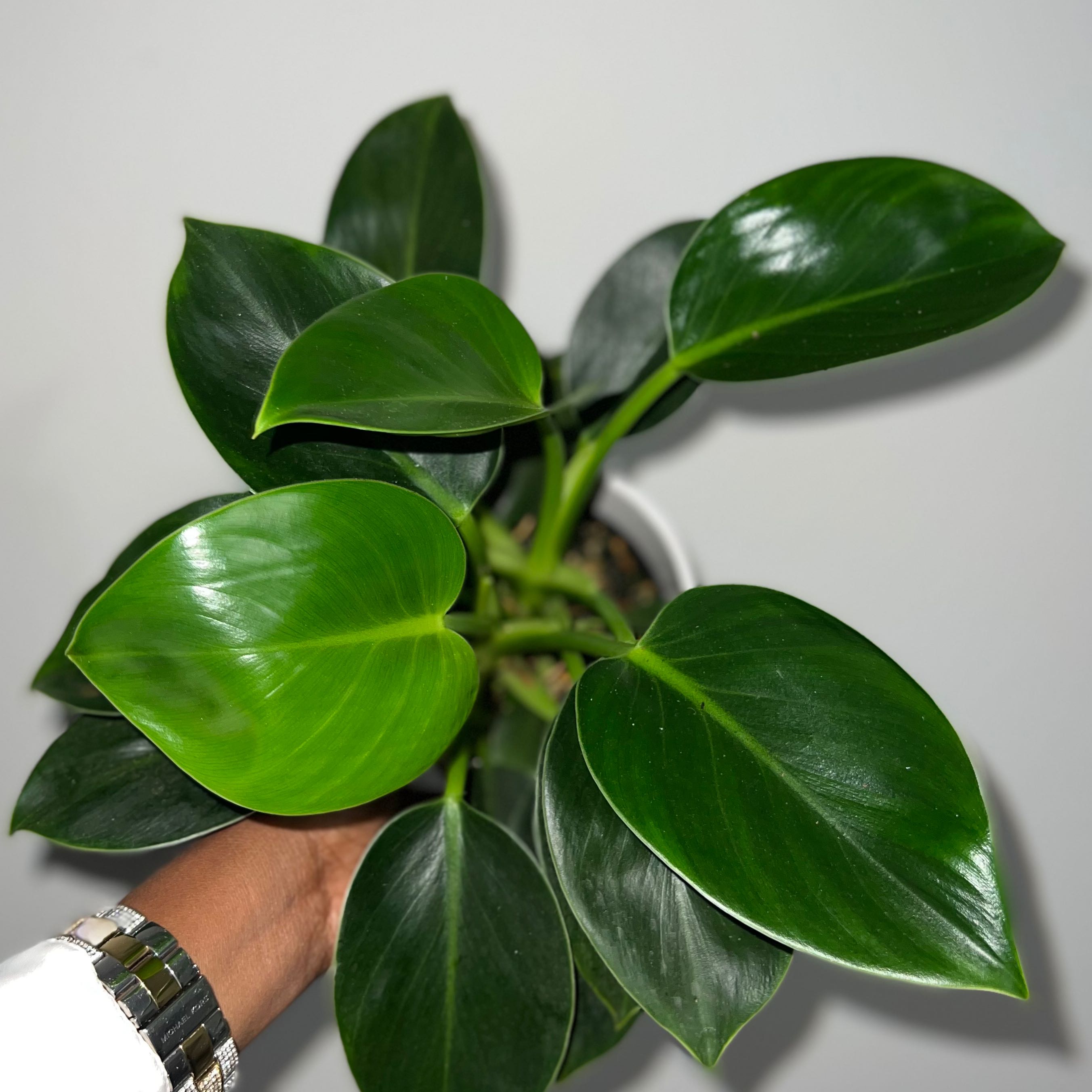 Healthy Green Princess plant with glossy, dark green leaves held by a hand.
