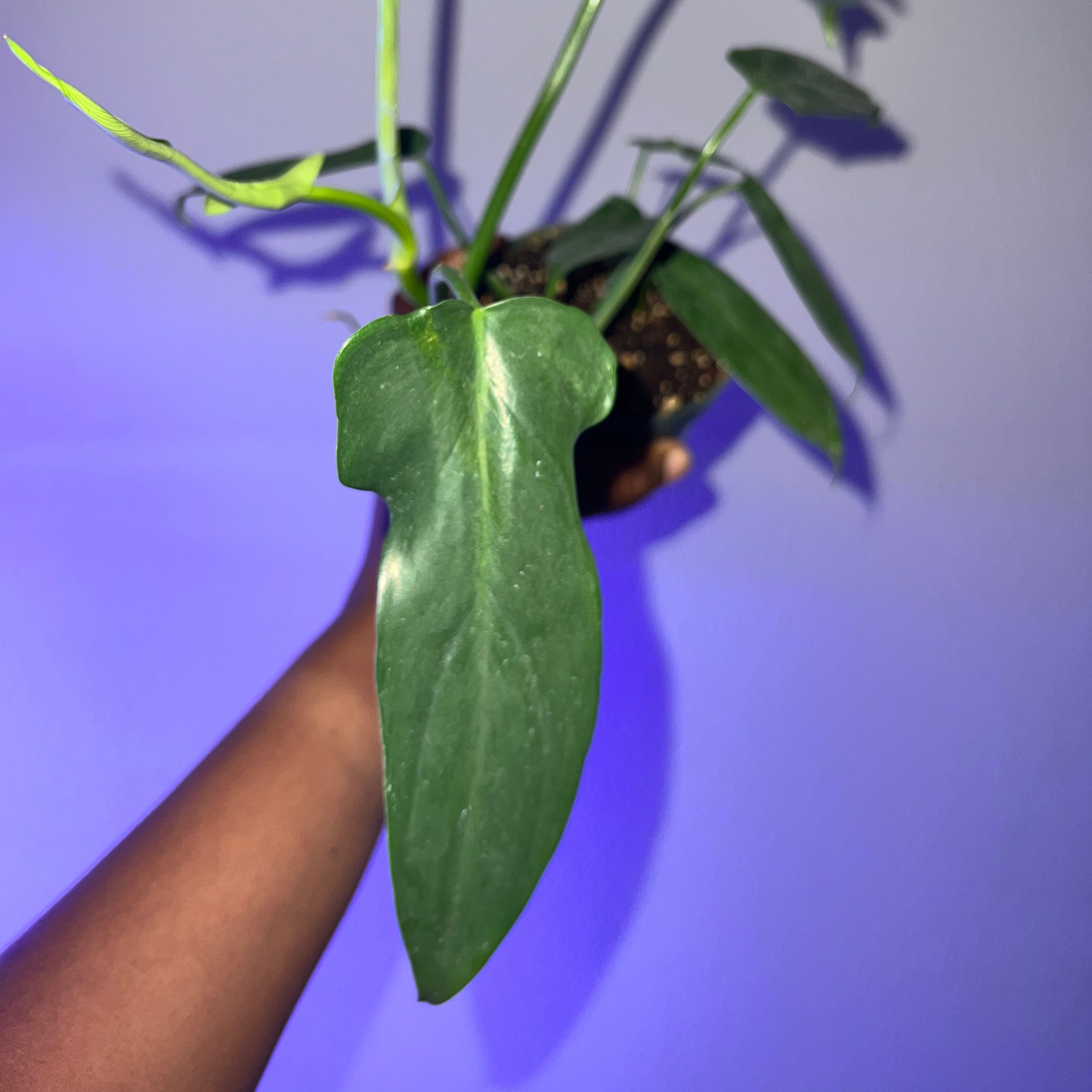 Philodendron billietiae plant with elongated green leaves held up by a hand.