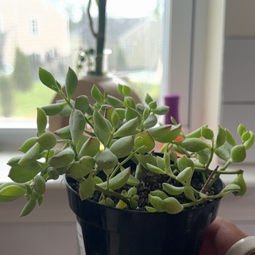 Photo of the plant species Cliff Cotyledon by @Mpena named Orlando Bloom on Greg, the plant care app