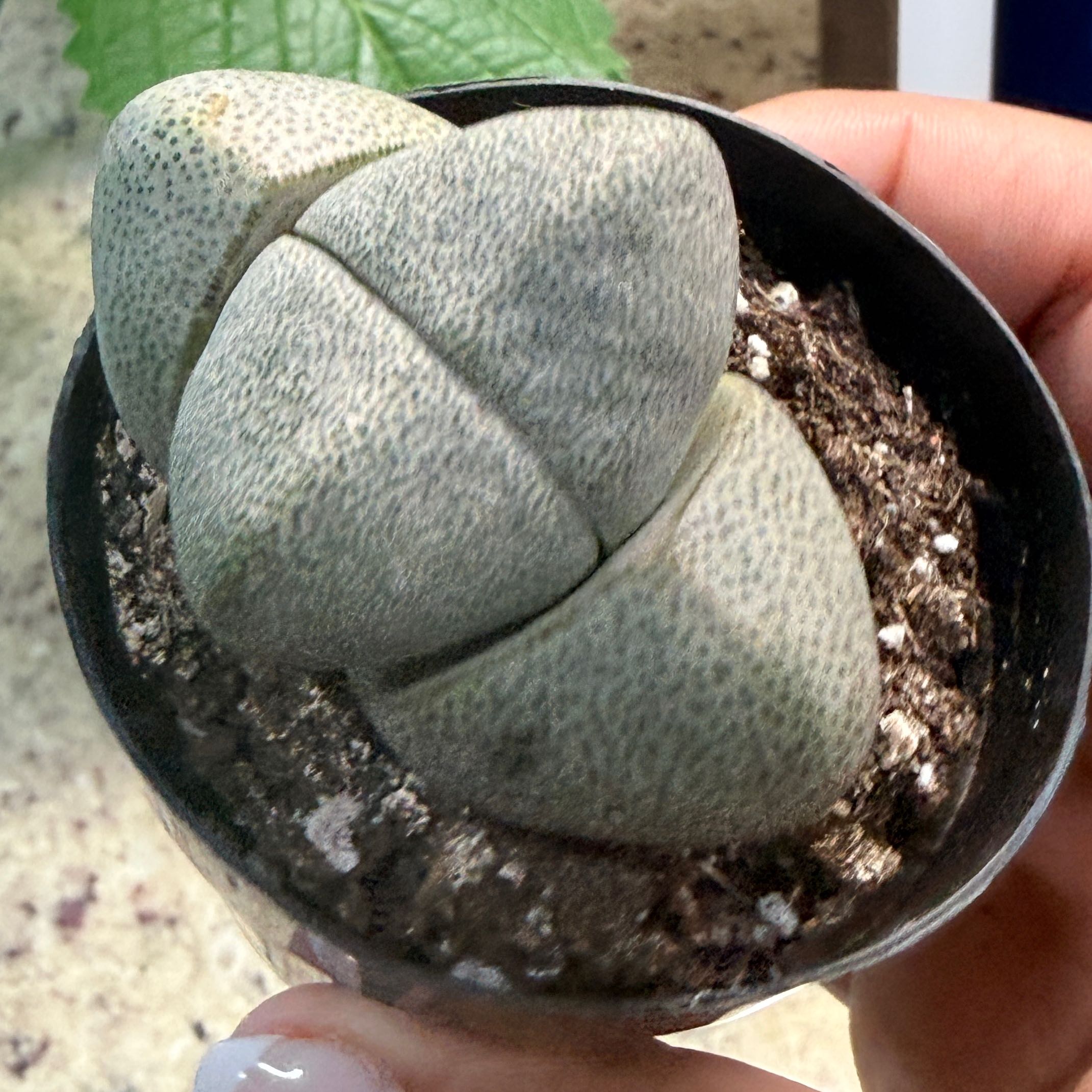 Photo of the plant species Split Rock Succulent by @Mpena named Nemo on Greg, the plant care app
