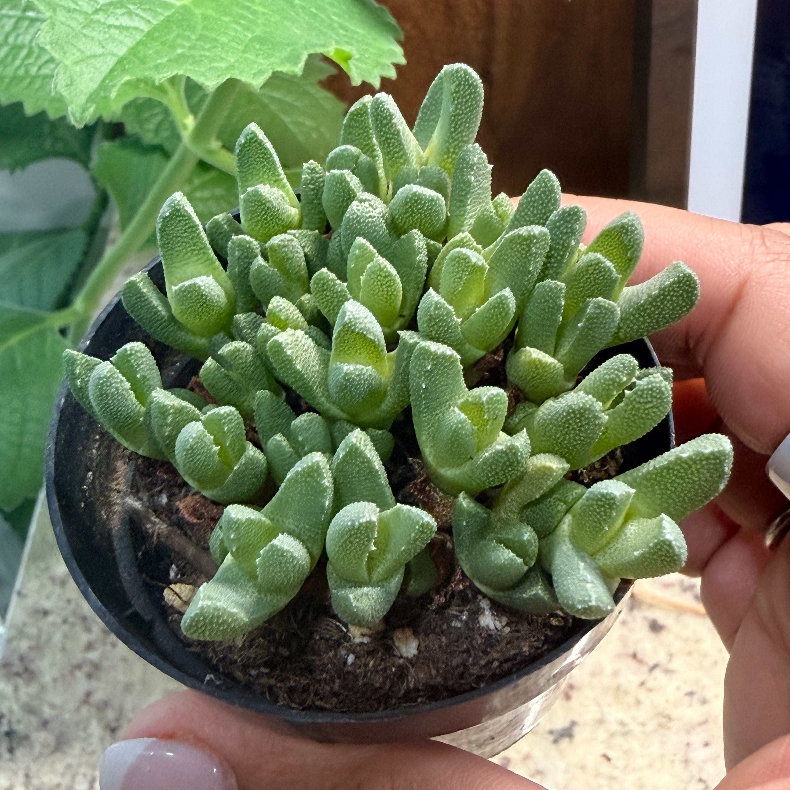 Photo of the plant species Stomatium acutifolium by @Mpena named Sahara on Greg, the plant care app
